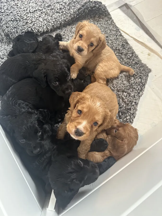 KC REGISTERED WORKING COCKER SPANIEL PUPPIES