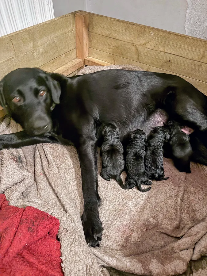 Black Lab pups Drakehead line