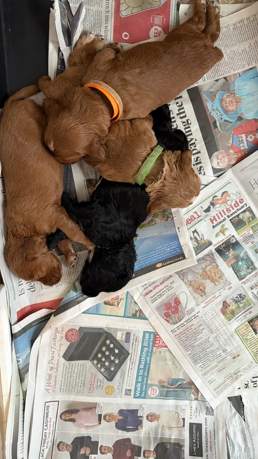 Working cocker spaniel pups