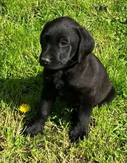 Black Bitch