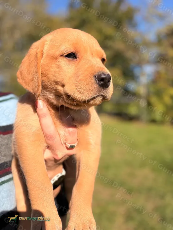 Brigburn Sired Labrador Pups