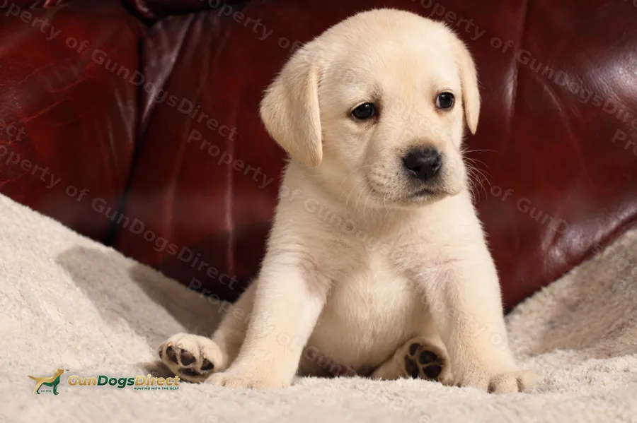 KC reg health tested traditional labradors Quality lines Exceptional