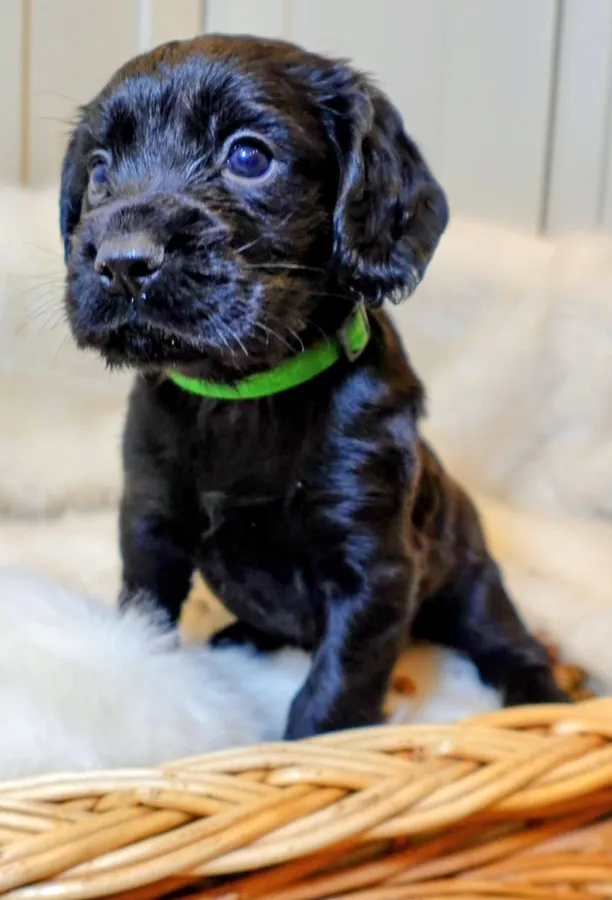 Bluebridge Cocker Spaniels
