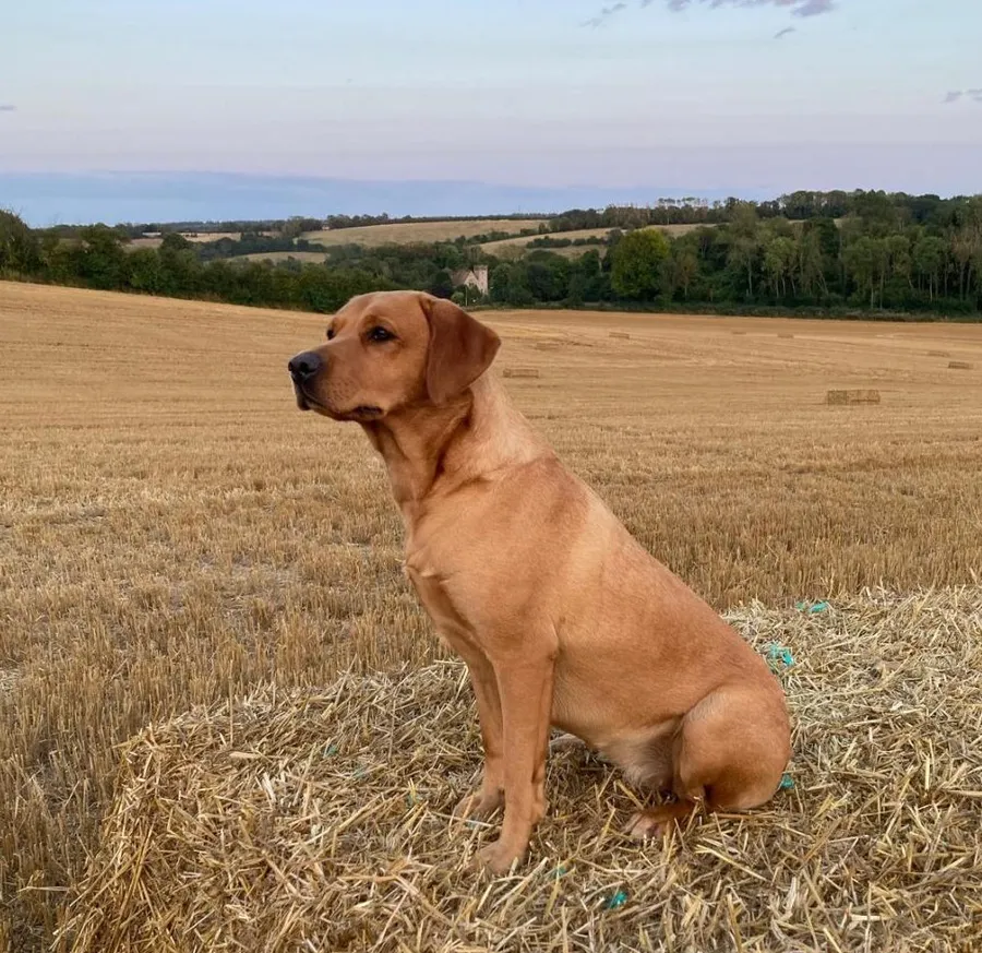 FTCH Sired Labrador Retriever Puppies