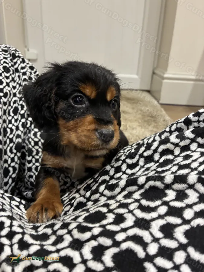 FTSH SIRED AMAZING LINES HEALTB TESTED COCKER PUPS