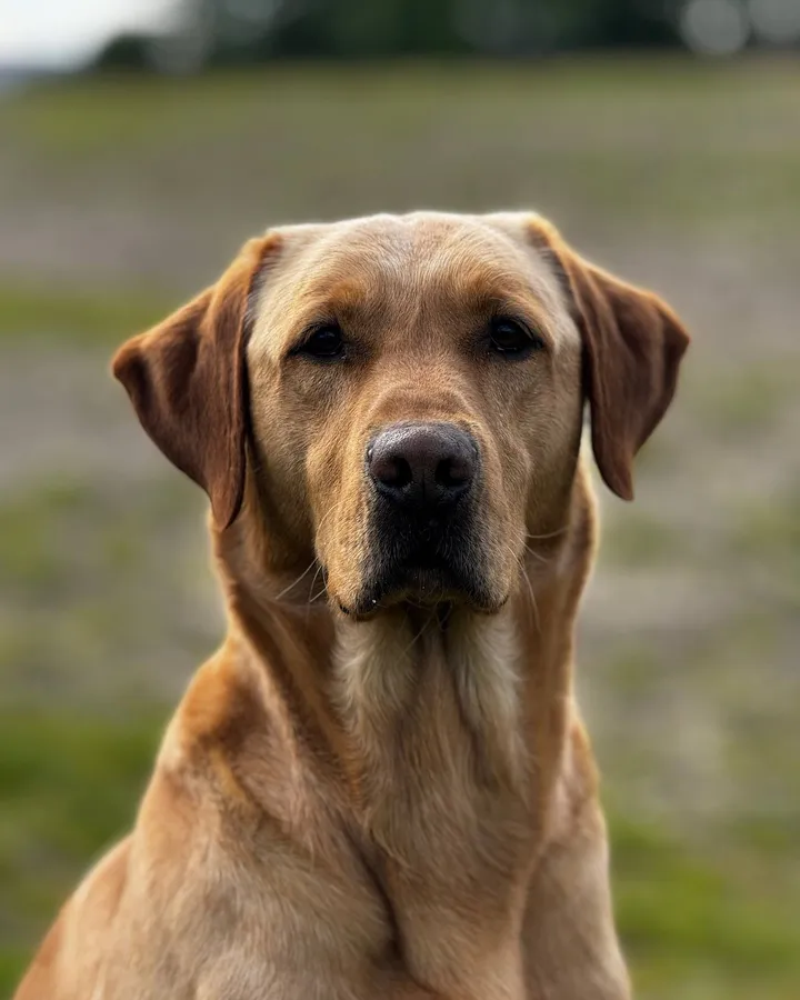 4 year old Kc registered working lab