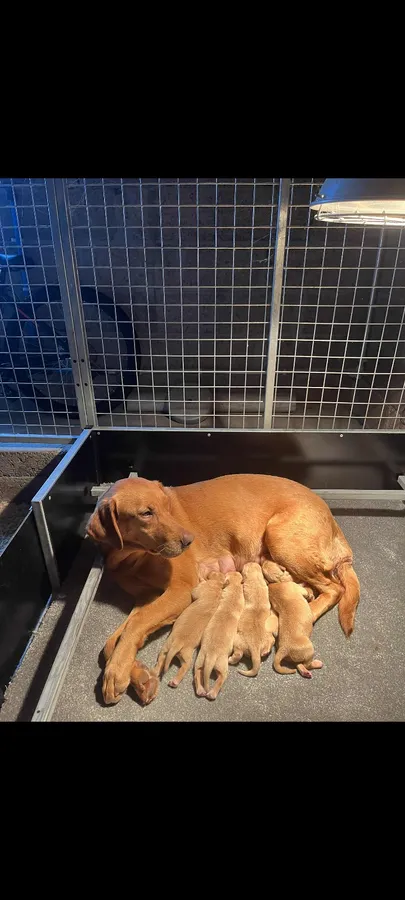 KC REG FOX RED LABRADOR PUPS BY INTFTCH