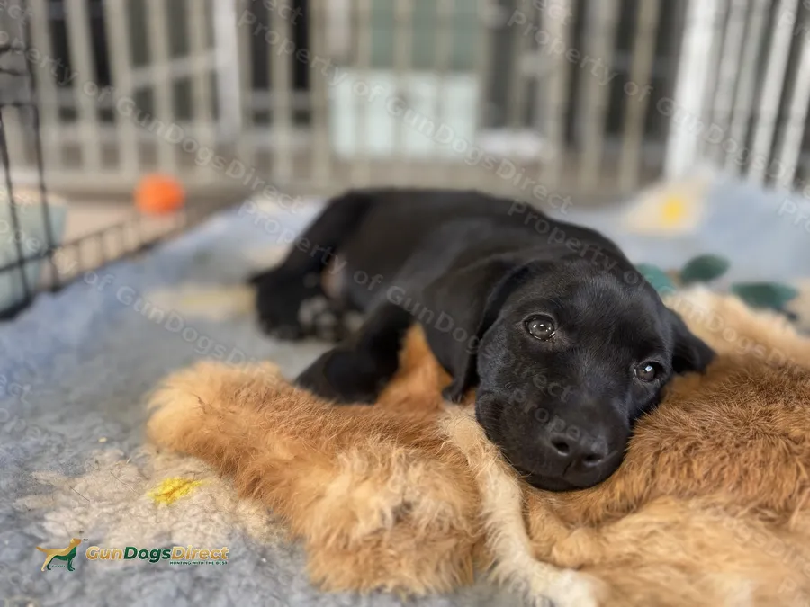 Thoughtfully Bred Labrador Puppies