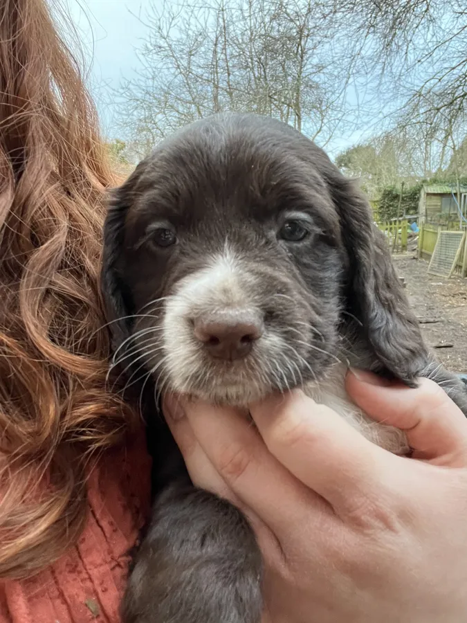 Working Cocker Spaniel Puppies