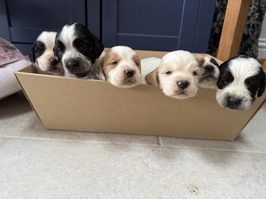 Working Cocker Spaniel Puppies