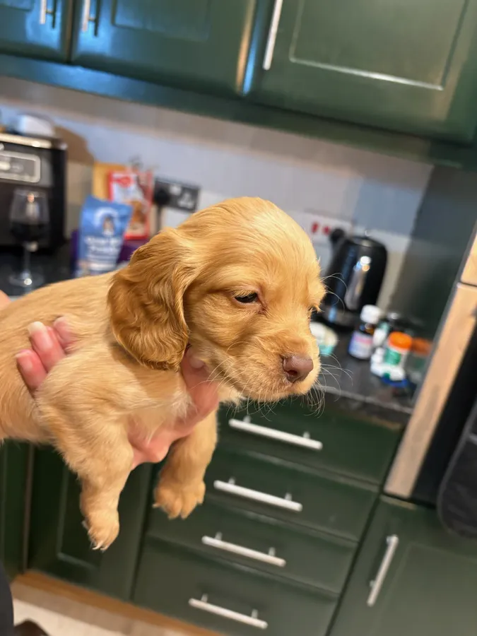 Working cocker spaniels fantastic Pedigree 5 x FTC