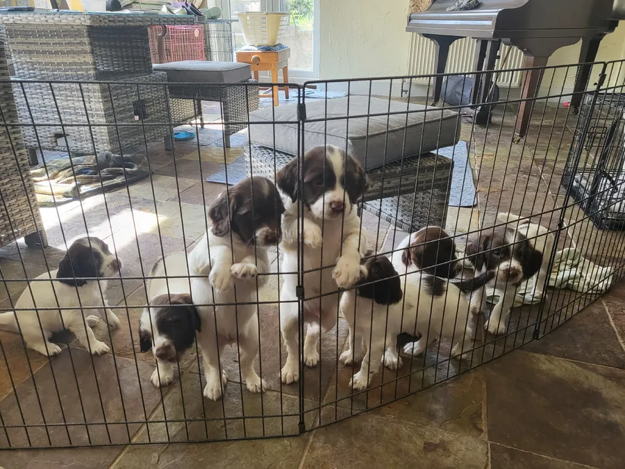 Working English Springer Spaniel Puppies