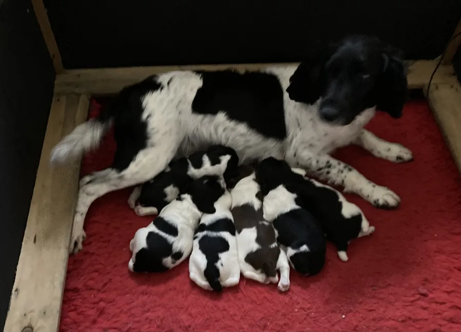 Springer Pups Health Tested Sire And Dam