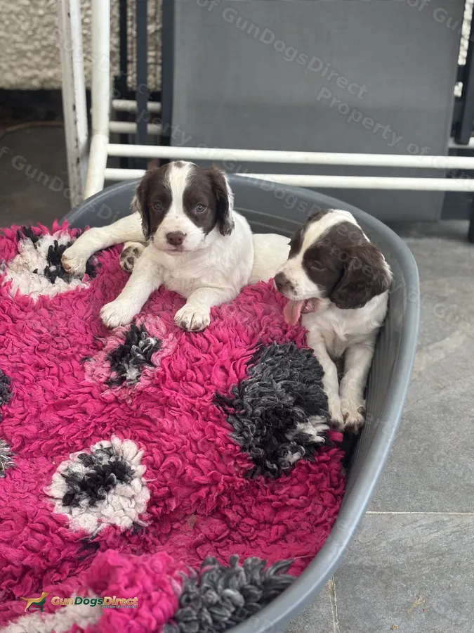 Well bred trialling springer puppies
