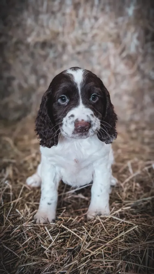 Exceptionally well bred springer pups