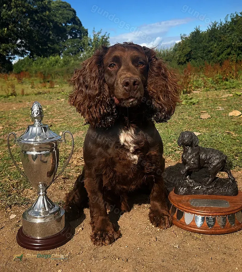 FTCH cocker stud dog