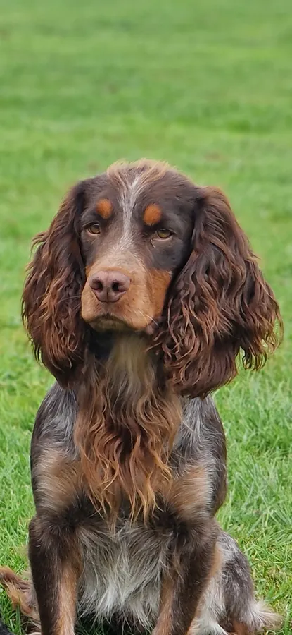 Liver roan and tan working cocker spaniel