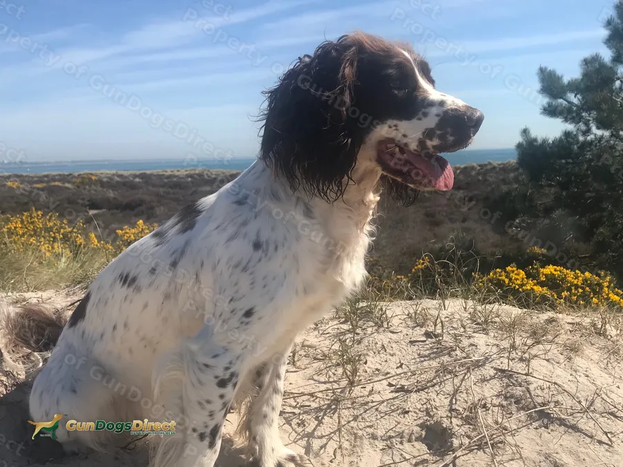 Health tested springer pups