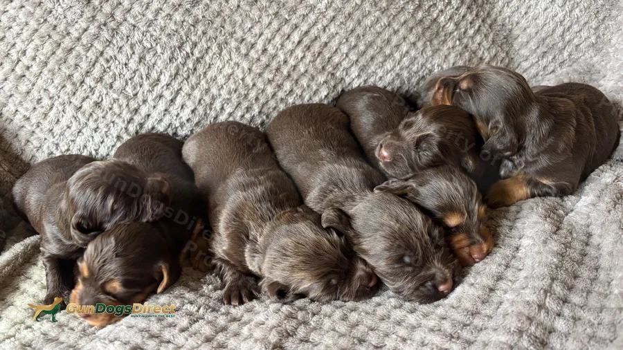 Quality-Bred Working Cocker Spaniel Puppies