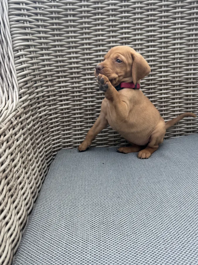 Girl available