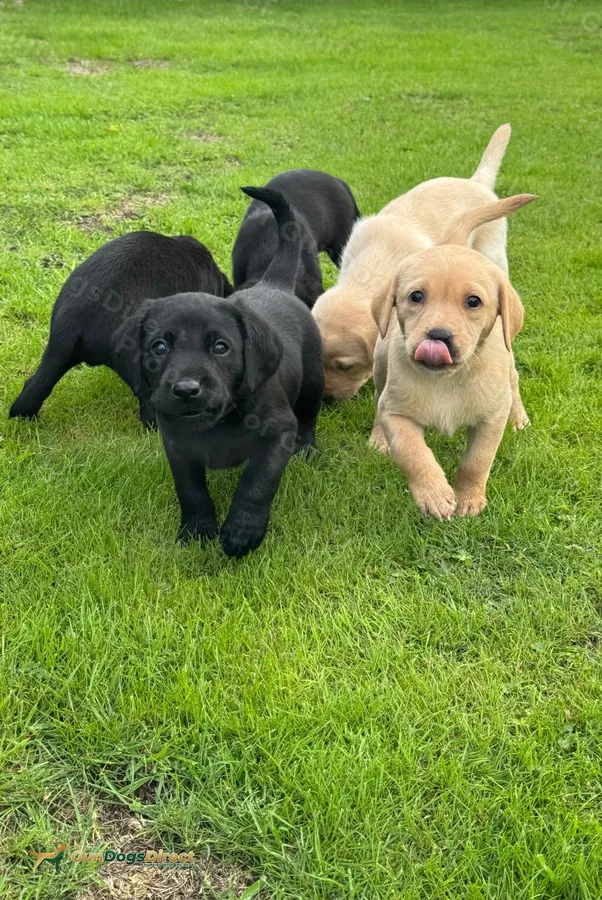 Outstanding Working Labrador Puppies