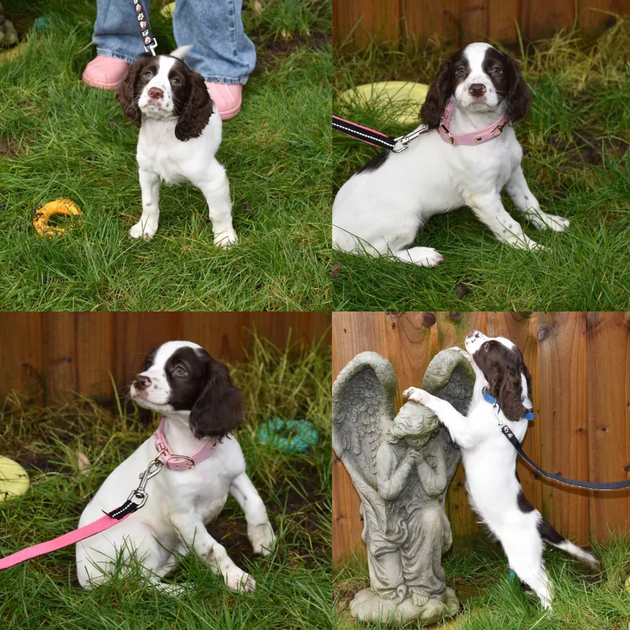 Kc Reg Health Tested Cocker Spaniel Puppies