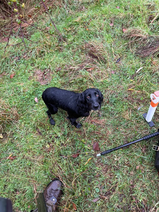 FTAW Black Cocker Bitch