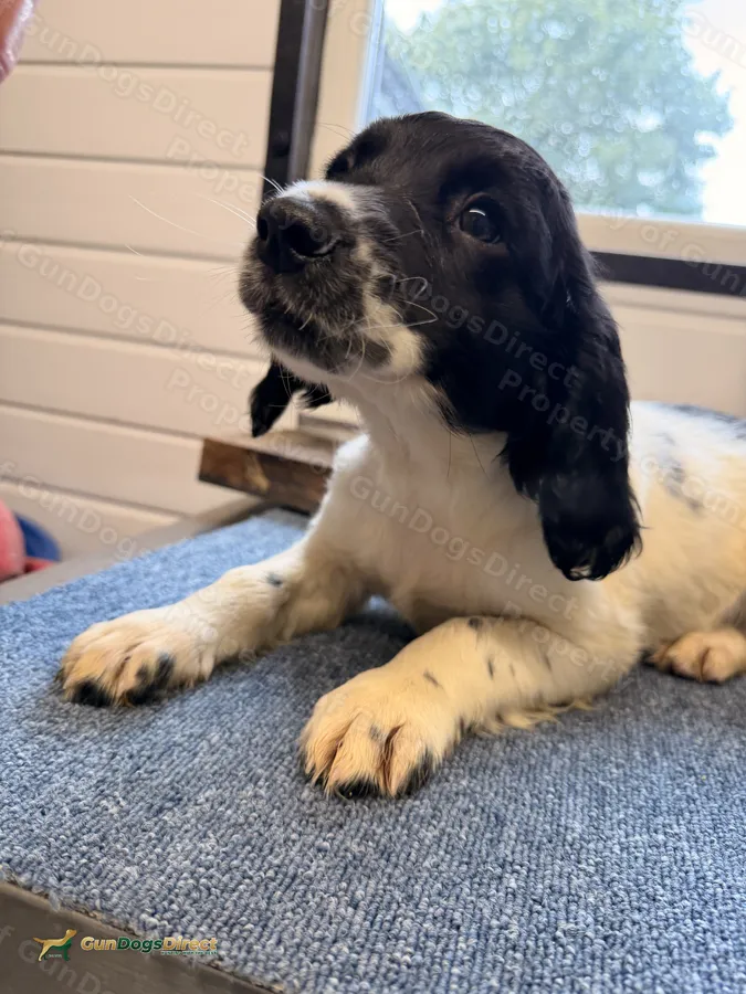 English Springer Spaniel Puppies