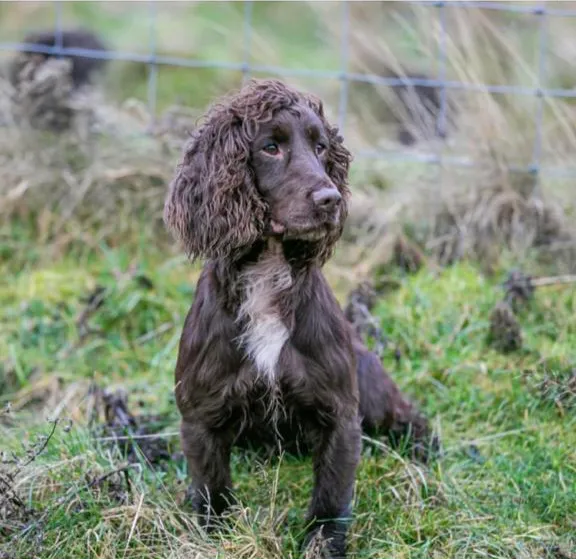 FTCH Taffswell Toffey