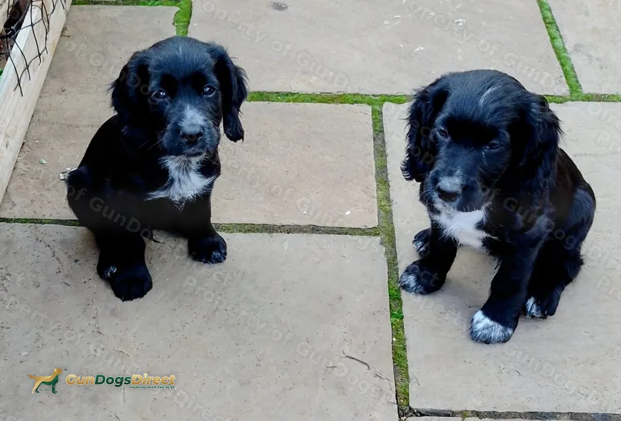 KC registered Working Cocker Spaniel Puppies