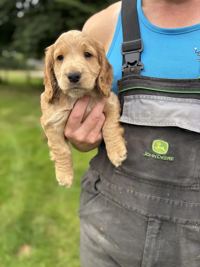 Working cocker spaniel pups