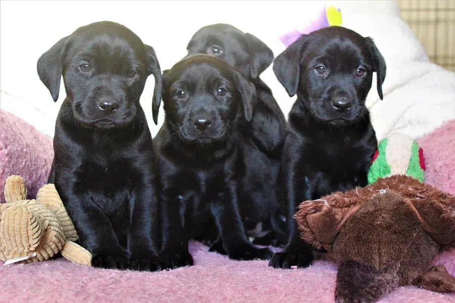 Hereditary clear KC Reg working lines Black and Chocolate