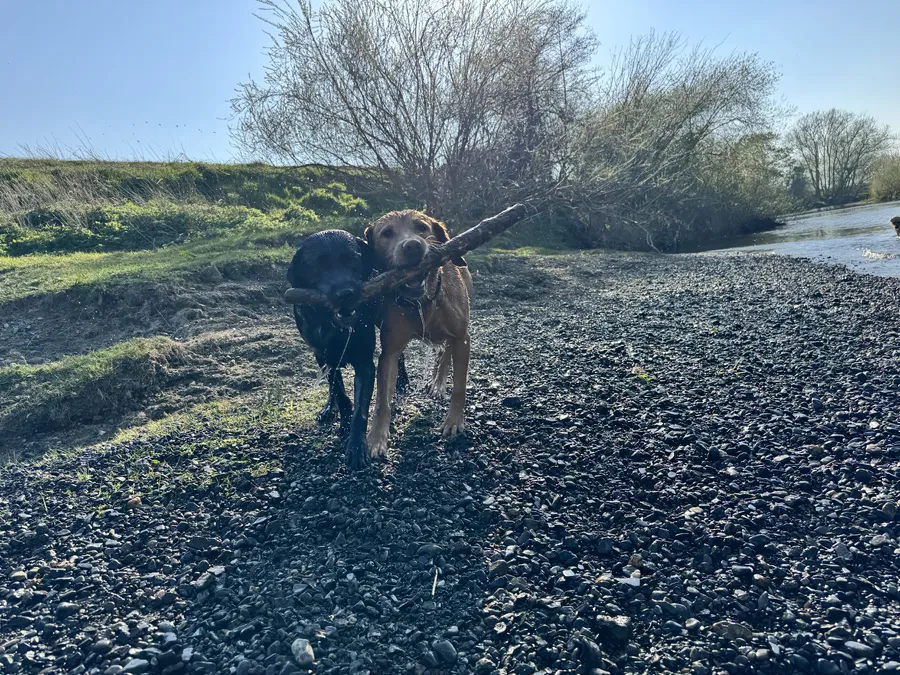 Kc reg puppies