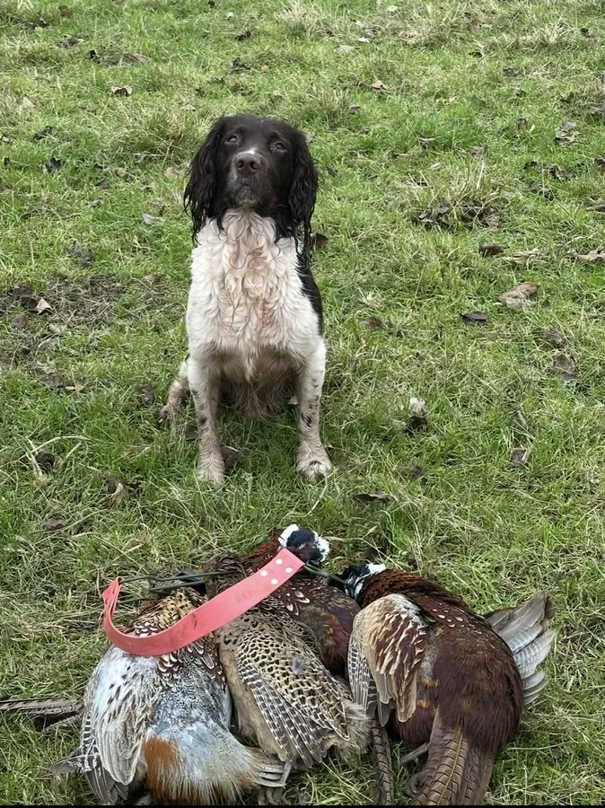 Working Spring Spaniel pups
