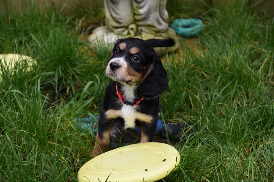 Kc Reg Cocker Spaniel Puppies Health Tested