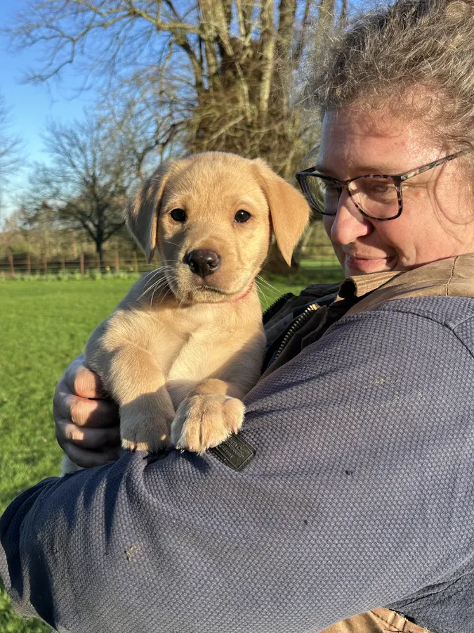 Yellow Male Labrador