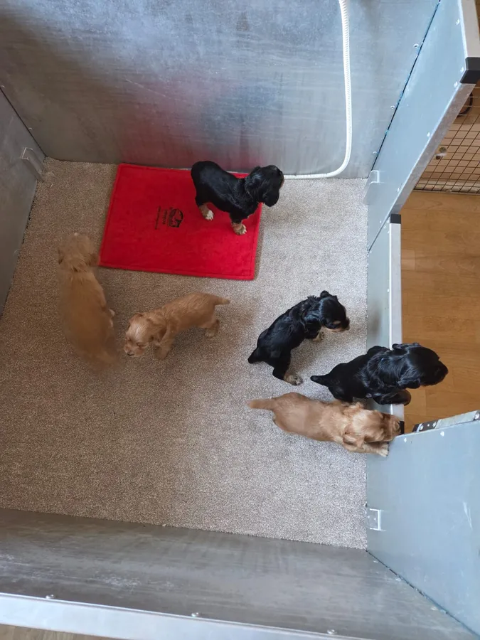 working cocker spaniels