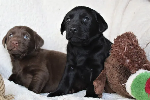 Hereditary clear KC Reg working lines Black and Chocolate