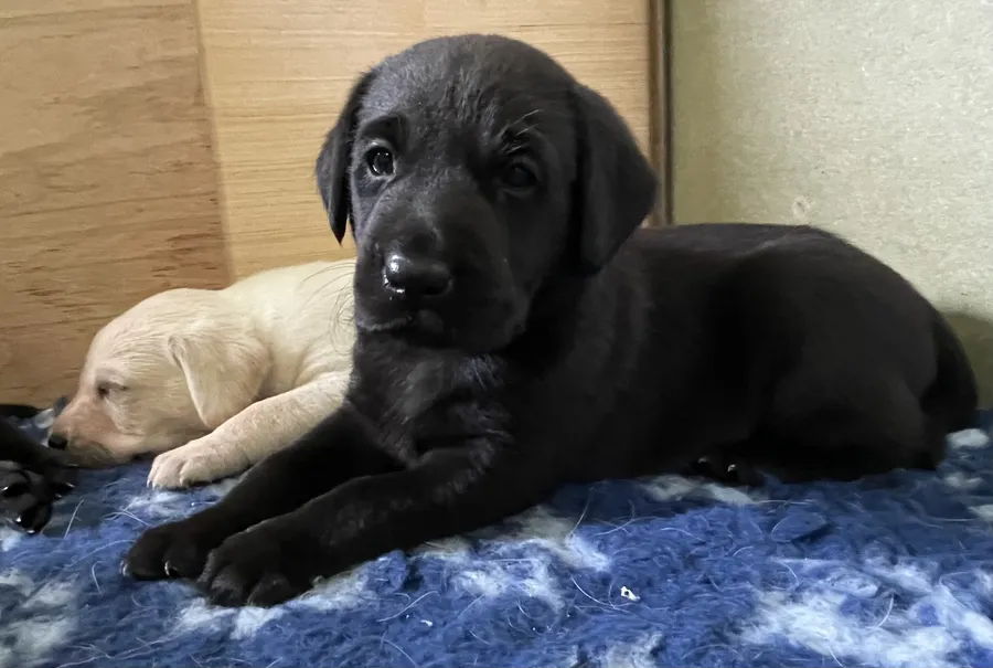 2 FTCH Sired Black Labrador Dog Puppies