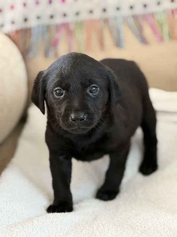 Ftch sired Pups health tested