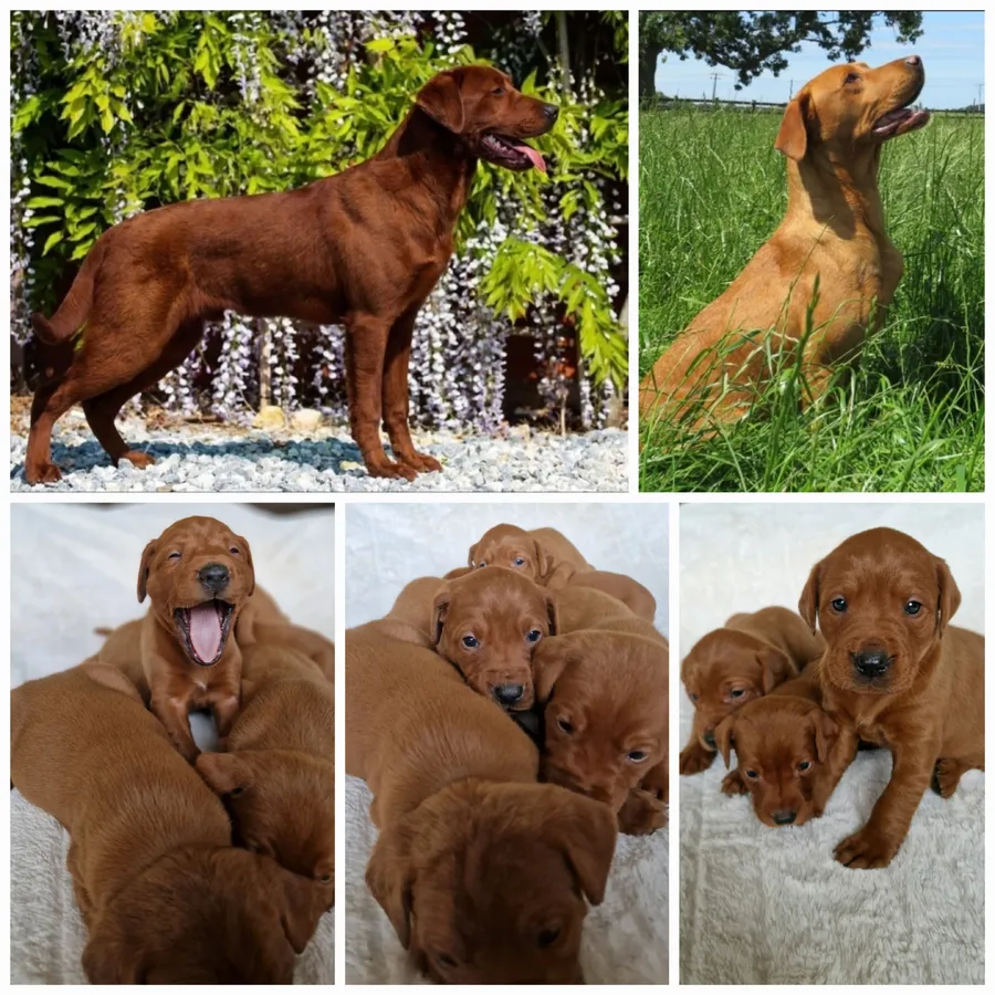 Very Dark Fox Red Labrador Puppies KC Registered