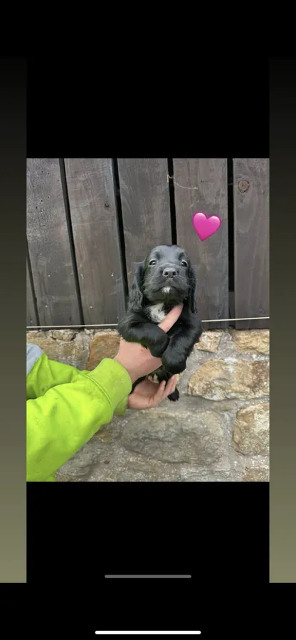 Keeper bred kc registered cocker spaniels