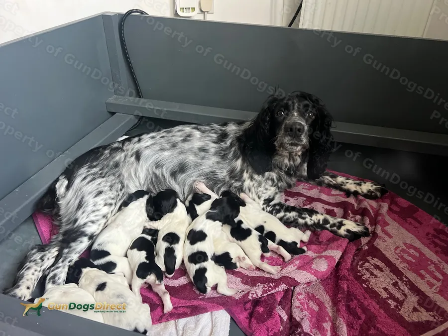 Sprocker Puppies
