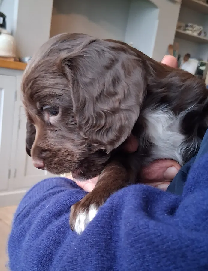 OUTSTANDING WORKING COCKER DOG PUPPY