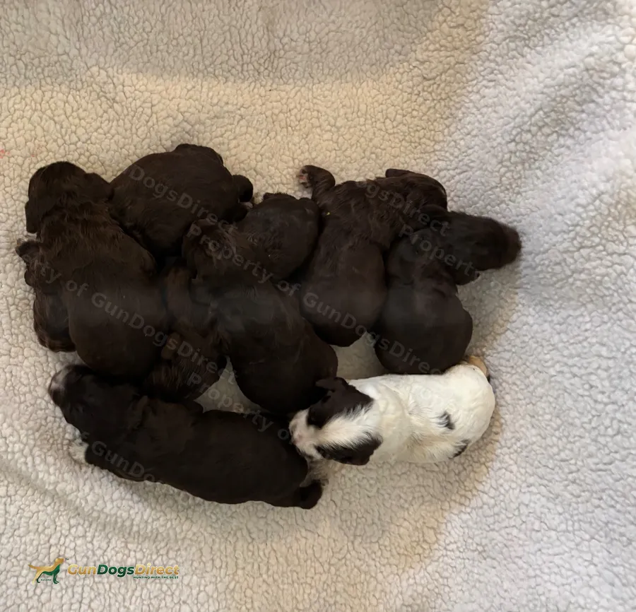 Quality Working Cocker Spaniel puppies