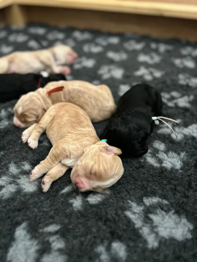 Beautiful Working Cocker Spaniel Puppies for Sale