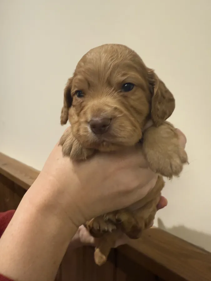 KC Working Cocker Spaniels