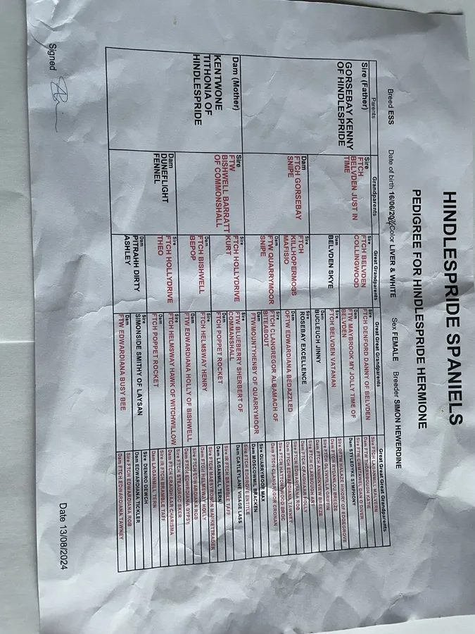 English Springer Spaniel Bitch