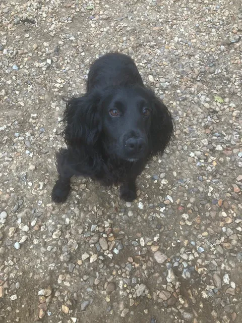 Fully trained black Cocker dog