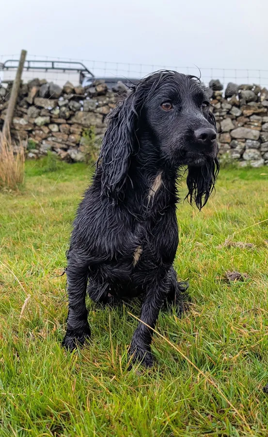 Mona part trained 15 month old cocker bitch